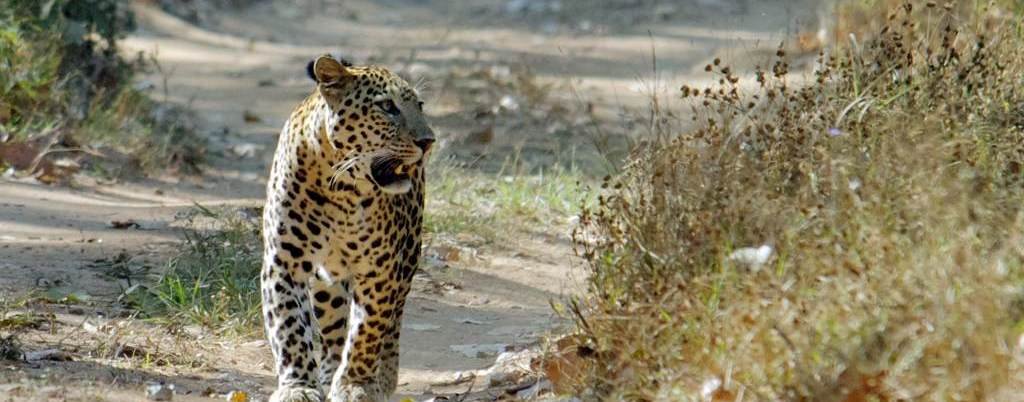 kumbhalgarh-wildlife-sanctuary
